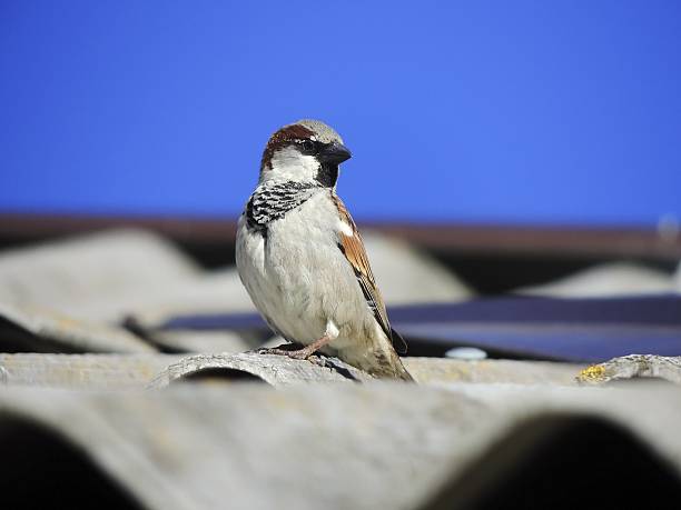 Sparrow on the roof Sparrow sitting on the roof in the village passer domesticus stock pictures, royalty-free photos & images