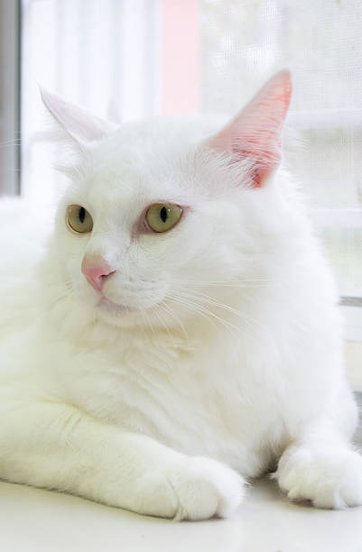 istock White cat is sitting on the ground and looking forward 480546910