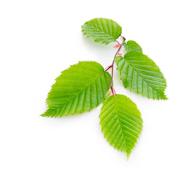 istock Fresh Green Leaves isolated. 480549098