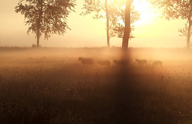 istock sheep grazing on misty sunrise pasture 480549522