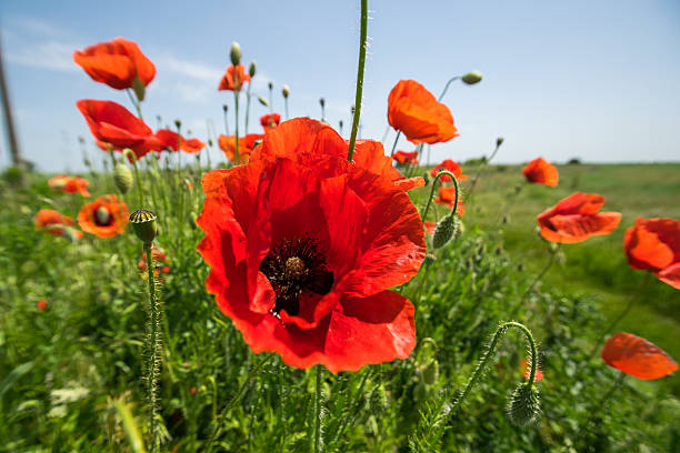 istock Poppy in the sun 480549890