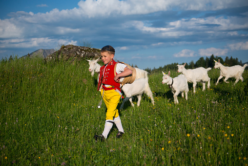 A boy  in traditional Swiss costumes, bring the goats and cows in a traditional procession called the 'Alpaufzug' to the alpine pastures.