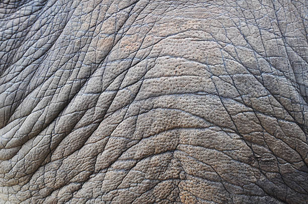 istock Rhinoceros skin 480550363