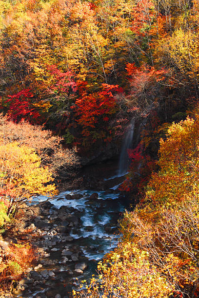 istock colorful  leaves in Gully  Matsukawa 480551571