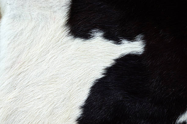 istock Close up of an animal colored fur texture 480551903