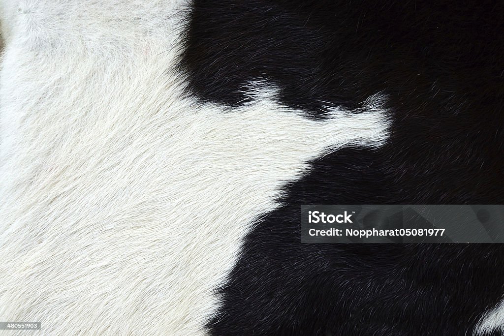 Close up of an animal colored fur texture Abstract Stock Photo