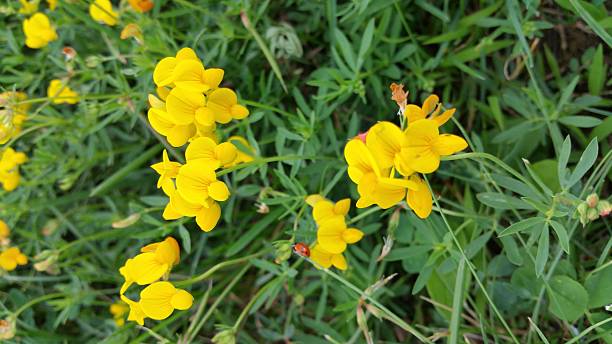 istock Beautiful yellow flower 480552738
