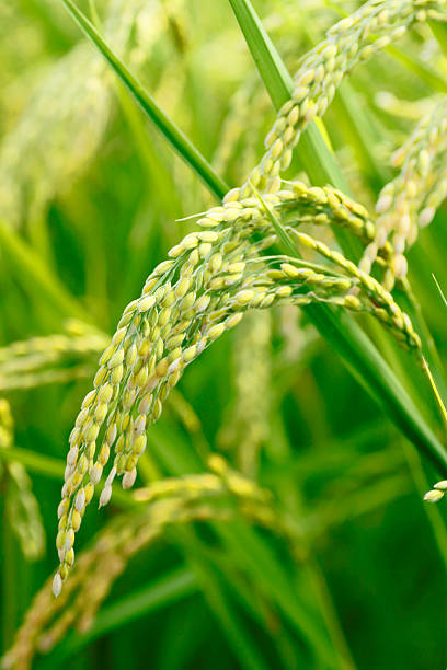istock Landscape of rice field 480552827