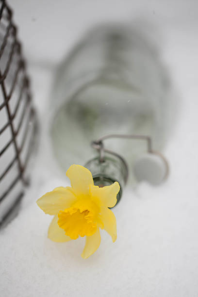 sniegu żonkil na - daffodil winter narcissus yellow single flower fotografías e imágenes de stock