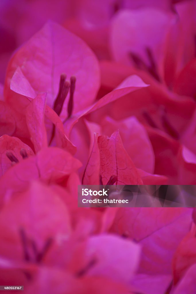 Pink bougainvillea flower background close-up Pink bougainvillea flower background Bougainvillea Stock Photo