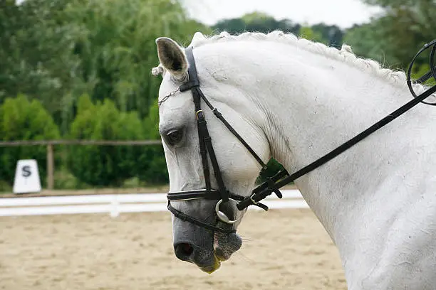 Photo of Headshot of a grey dressage sport horse in action