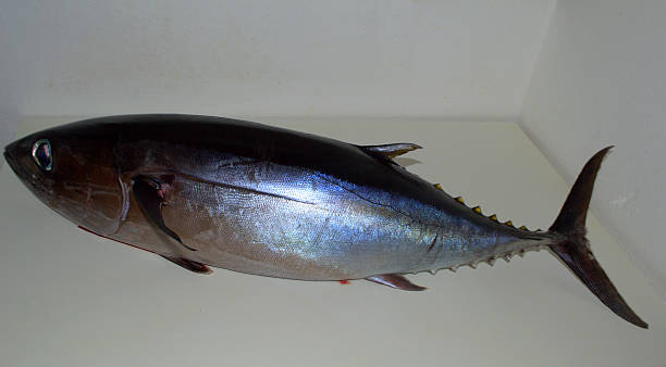 istock Tuna Alalunga, Thunnus Alalunga, Albacore 480553754