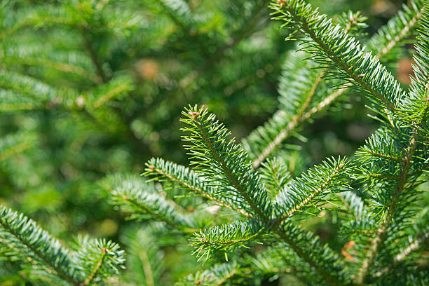 sapin baumier conseils - fir tree coniferous tree needle tree photos et images de collection