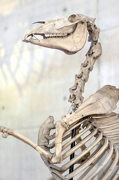 koń szkieletu. kości - animal skull animal bone anatomy animal zdjęcia i obrazy z banku zdjęć