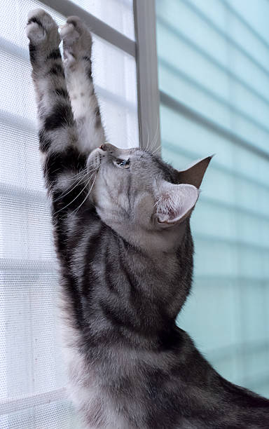 istock American short hair cat were scraping nails 480557354