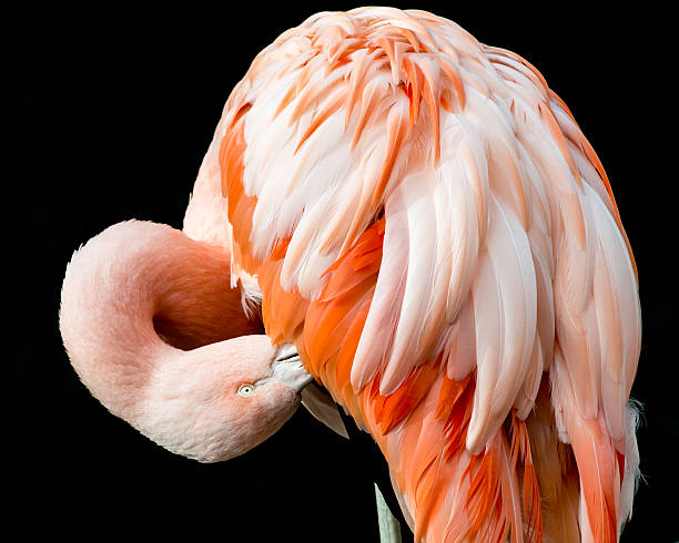 istock Chilean Flamingo II 480557527