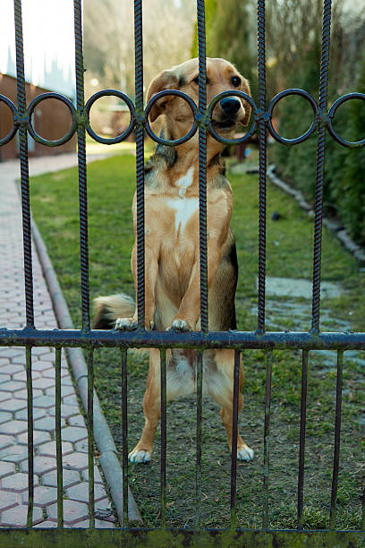 istock Sad Dog is standing Behind the Iron Gate 480557717