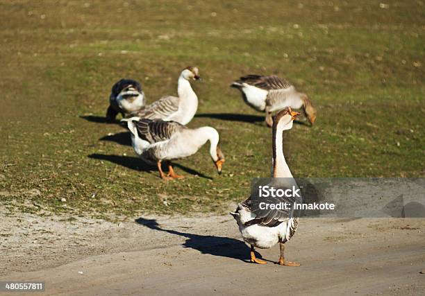 Flocks Of Geese Goose Gander Stock Photo - Download Image Now - Animal Body  Part, Animal Neck, Animal Wing - iStock