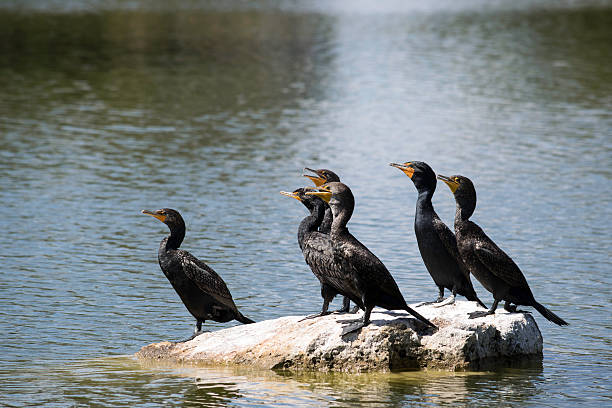 grupo de aves em pé na rocha - bird animal flock of birds number 6 - fotografias e filmes do acervo