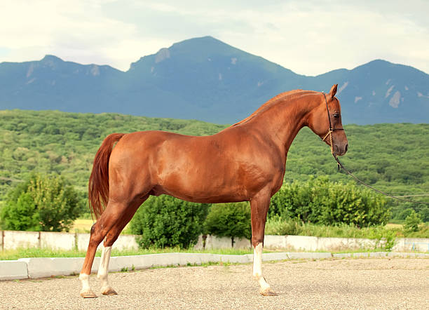 istock arabian chestnut  stallion at the mountain background 480560369