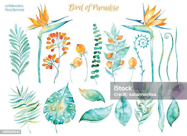 Colorful Collection With Tropical Leaves And Flowers Of Paradise Stock Illustration - Download Image Now