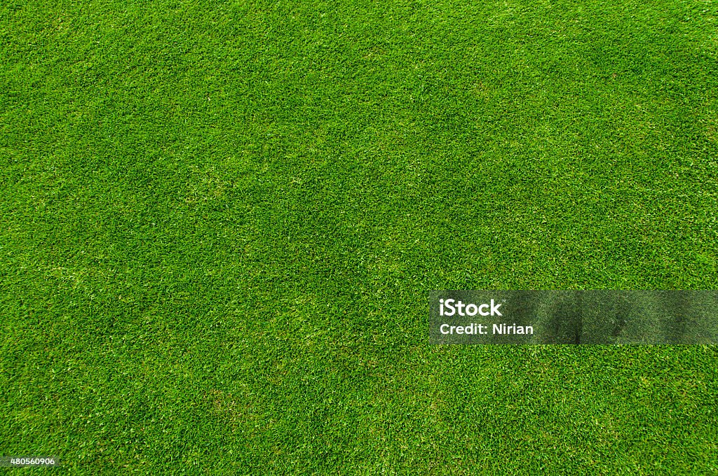 Green Gras - Lizenzfrei Gras Stock-Foto