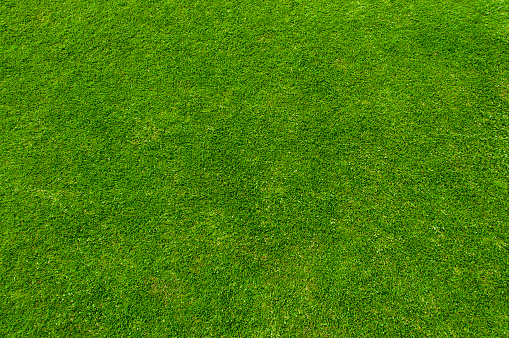 Verde grass photo