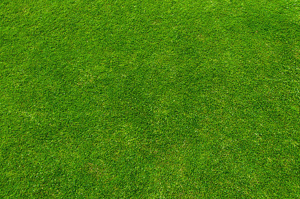 erba verde - grass meadow textured close up foto e immagini stock