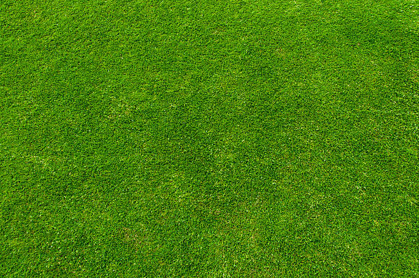 Green grass stock photo