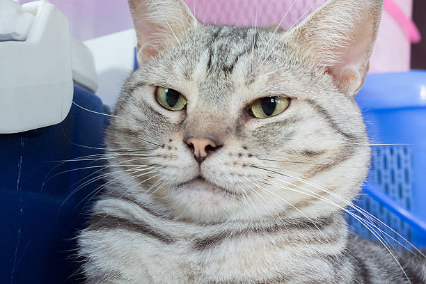 istock American shorthair cat 480561220