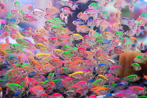 Photo of School of colorful Siamese glass-fishes