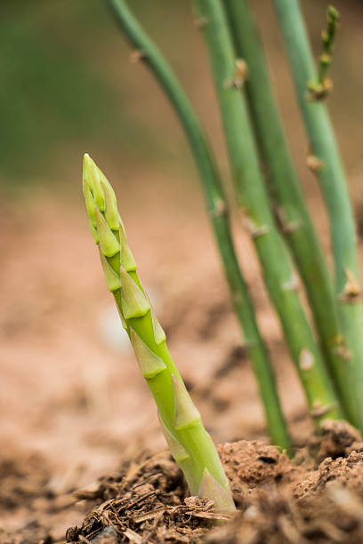 istock Asparagus growing in the field 480561672
