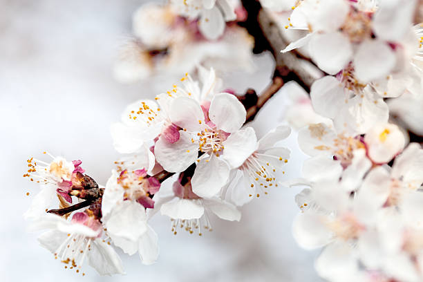 Slightly blurred beautiful apricot white flowers stock photo