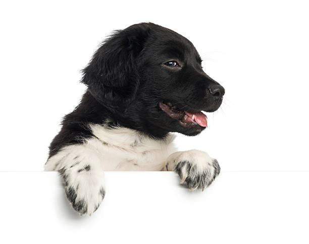 istock Stabyhoun puppy panting, leaning on a white board 480561957
