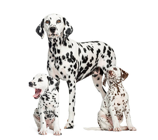 istock Dalmatian mom and puppies, isolated on white 480562057