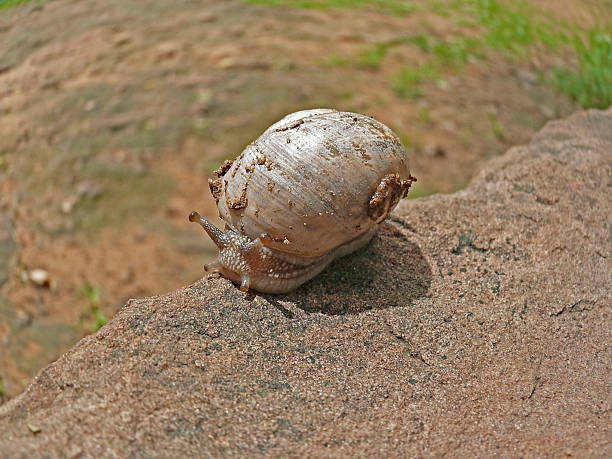 gehäuseschnecke, helix aspersa - flecking stock-fotos und bilder