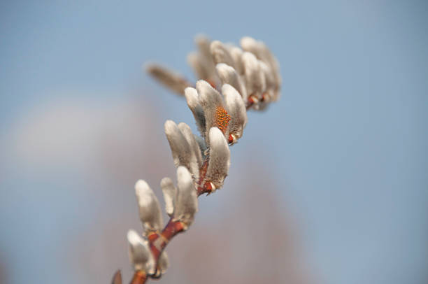 istock Pussy Willow Early in the Spring 480563525