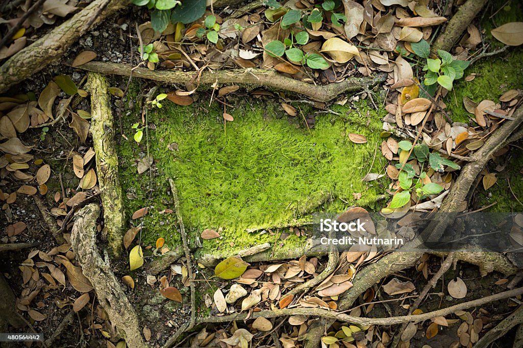 Moss Texture Background Forest Stock Photo