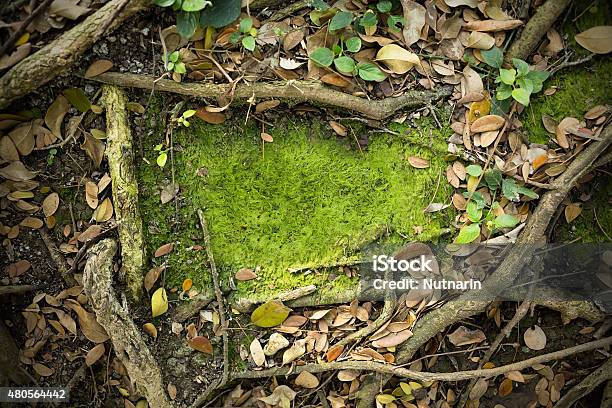 Moss Texture Background Stock Photo - Download Image Now - Forest, Land, Woodland
