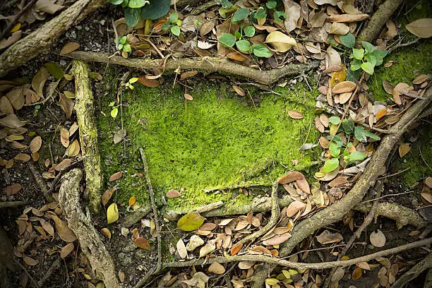Photo of Moss Texture Background