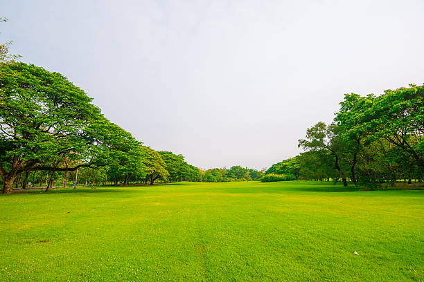 istock Beautiful green park and meadow 480564498