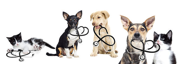 istock puppy and kitten vet 480564502