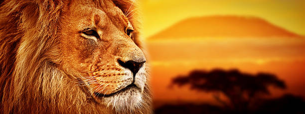 лев и гора килиманджаро panorama - lion mane strength male animal стоковые фото и изображения