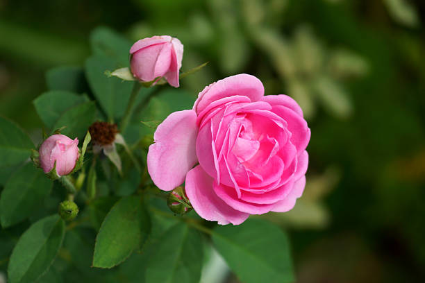 istock Pink roses for extraction of essential oils. (Rosa damascena) 480566803