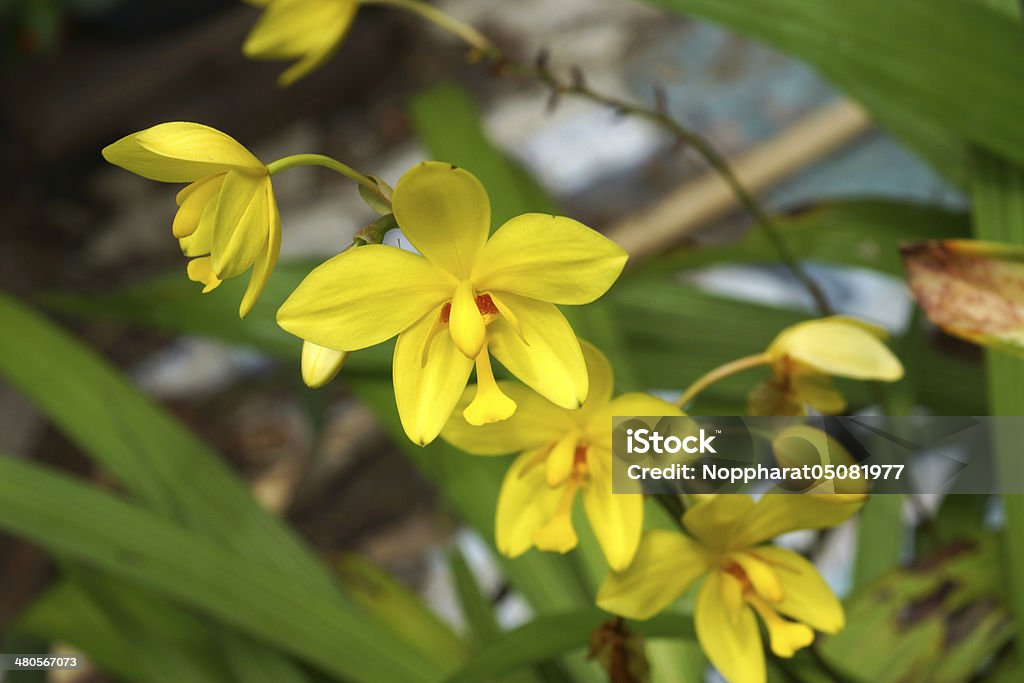 Amarillo orchid flowers en la selva tropical. - Foto de stock de Amarillo - Color libre de derechos