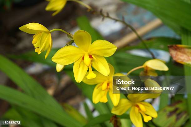 Amarillo Orchid Flowers En La Selva Tropical Foto de stock y más banco de imágenes de Amarillo - Color - Amarillo - Color, Aniversario, Cabeza de flor