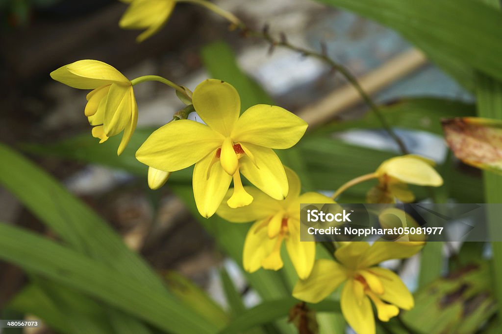 Orquídeas flores amarelas na floresta tropical. - Foto de stock de Amarelo royalty-free