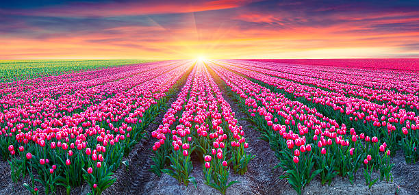 campos de tulipas florescendo branco ao nascer do sol - scented beauty in nature flower head blossom - fotografias e filmes do acervo