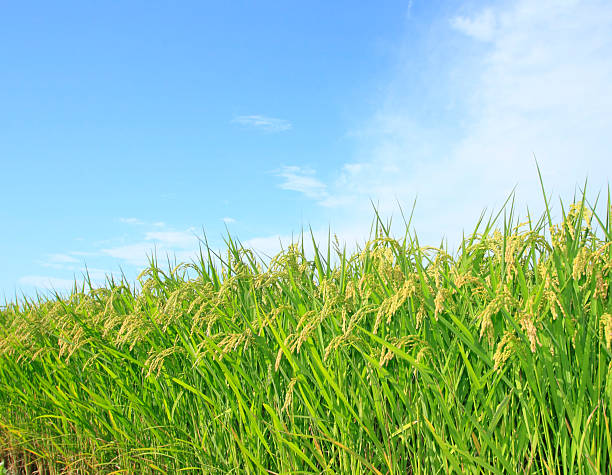 istock Landscape of rice field with blue sky 480569083