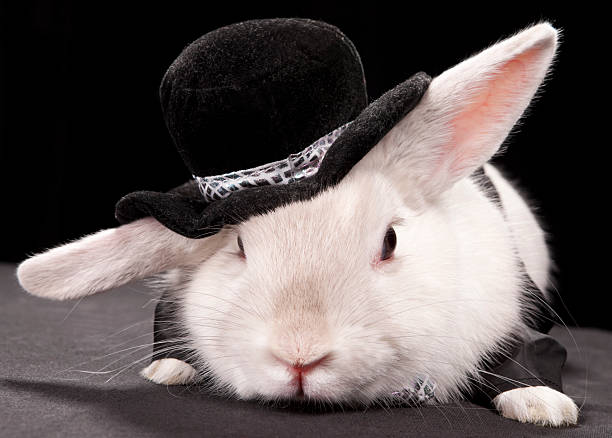 istock Cute rabbit in top hat and bow-ti 480569783